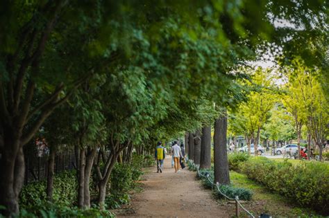 경의선 숲길, 도시의 숨결과 자연의 조화를 찾아서