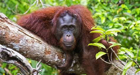 Vườn Quốc Gia Tanjung Puting: Nơi bạn có thể chiêm ngưỡng orangutan trong môi trường sống tự nhiên của chúng!